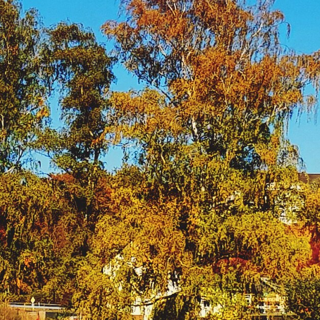 Low angle view of autumnal trees against clear sky