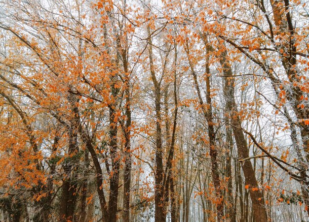 Photo low angle view of autumnal trees