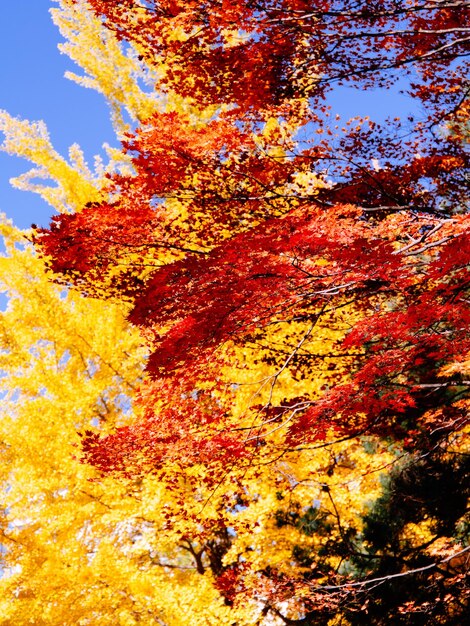 Photo low angle view of autumnal trees