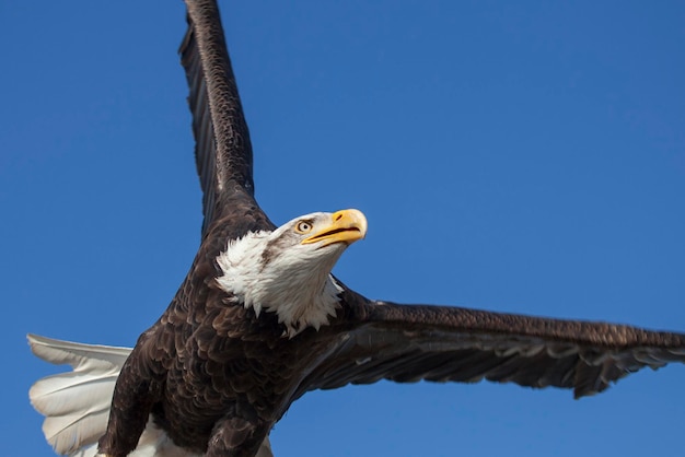 Photo low angle view of bald eagle against clear blue sky