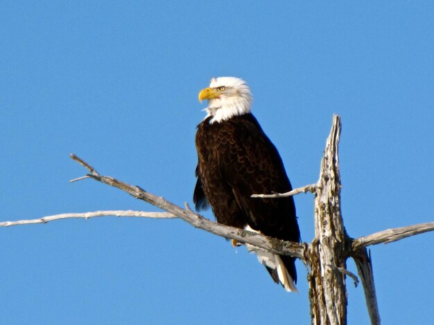 Photo low angle view of bald eagle perching on branch against sky in alaska