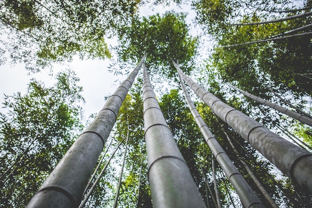 Photo low angle view of bamboo groves in forest