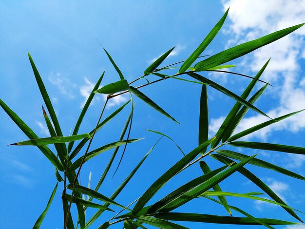青い空を背景に竹の植物を低角度で眺める