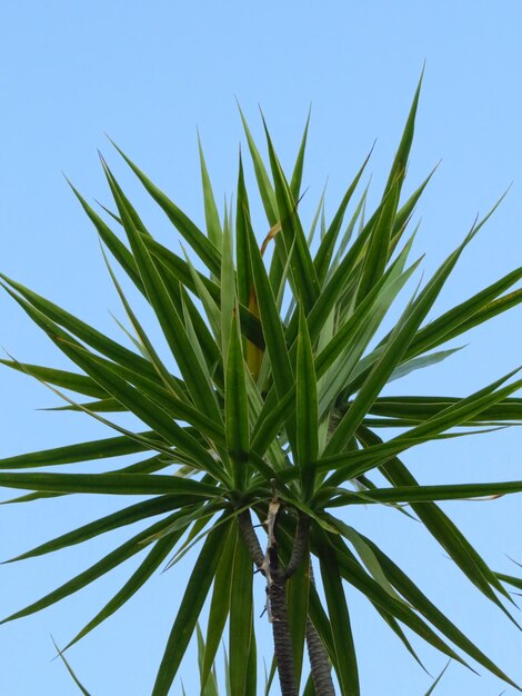 Photo low angle view of bamboo plant against clear blue sky