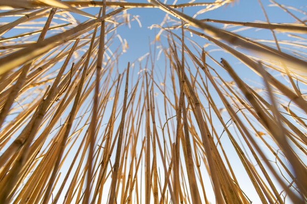 Foto vista a basso angolo delle piante di bambù contro il cielo