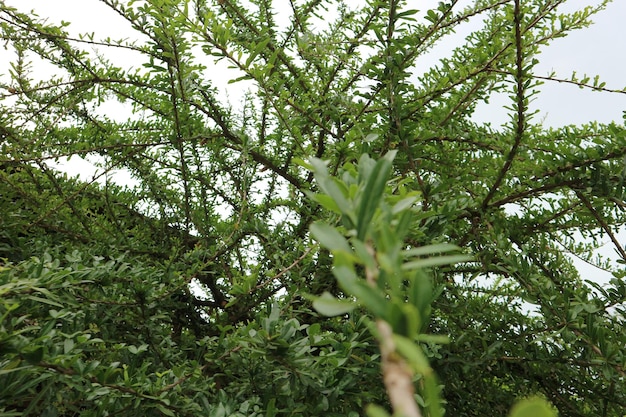 Photo low angle view of bamboo trees in forest