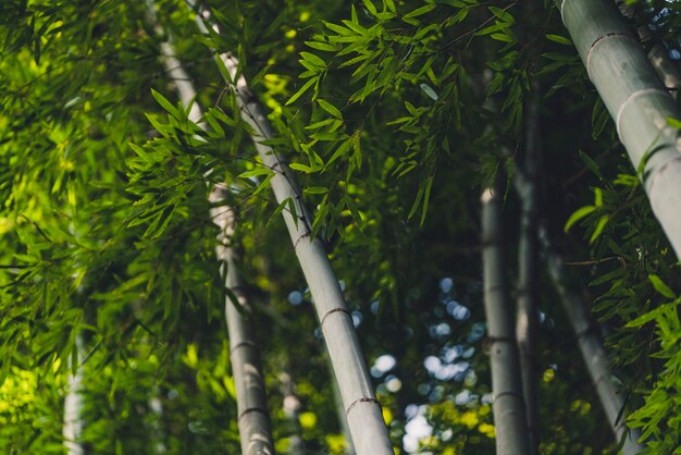 Foto veduta a bassa angolazione degli alberi di bambù nella foresta