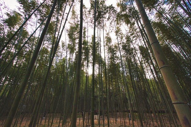 Low angle view of bamboo trees in forest