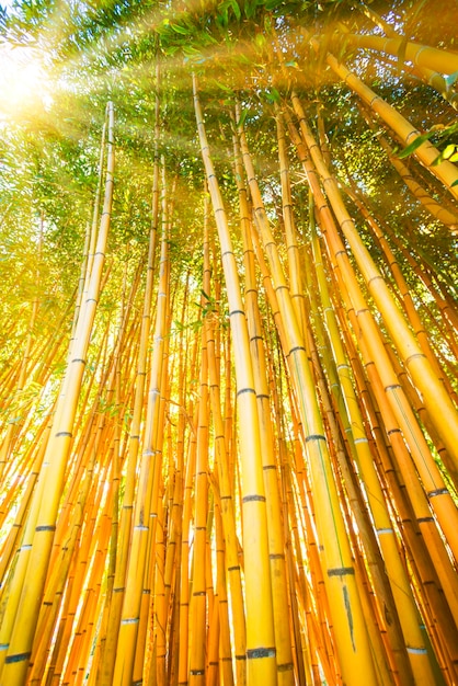 Low angle view of bamboo trees in forest