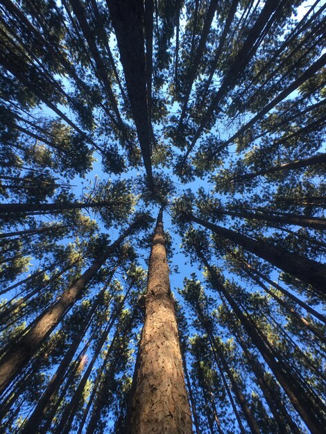 Foto veduta a bassa angolazione degli alberi di bambù nella foresta