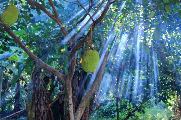 Low angle view of bamboo trees in forest