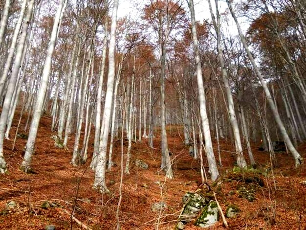 Low angle view of bamboo trees in forest