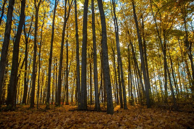 Vista a basso angolo degli alberi di bambù nella foresta