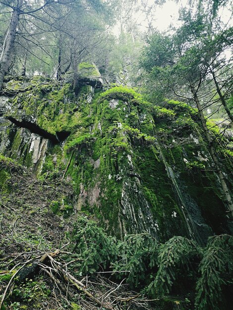 Low angle view of bamboo trees in forest