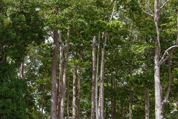 Low angle view of bamboo trees in forest