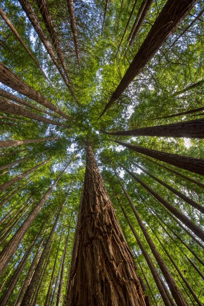 Foto vista a basso angolo degli alberi di bambù nella foresta