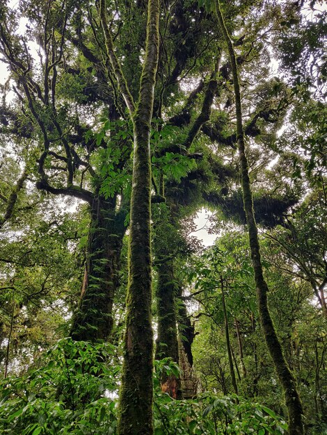 Foto vista a basso angolo degli alberi di bambù nella foresta