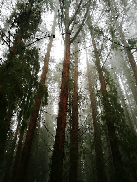 Photo low angle view of bamboo trees in forest