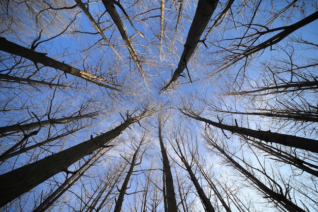 Photo low angle view of bamboo trees in forest