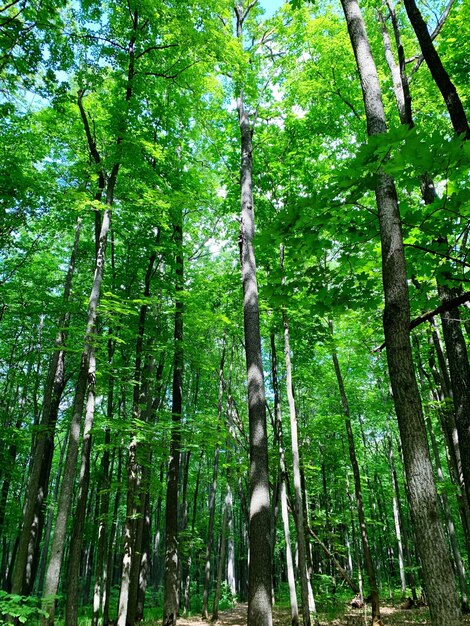 Low angle view of bamboo trees in forest