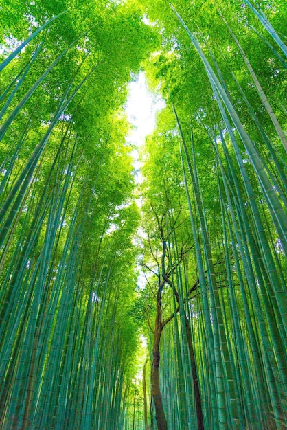 Low angle view of bamboo trees in forest