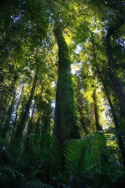 Low angle view of bamboo trees in forest