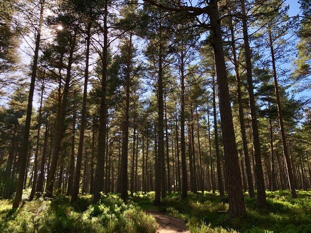 Foto vista a basso angolo degli alberi di bambù nella foresta