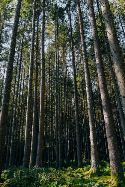 Foto vista a basso angolo degli alberi di bambù nella foresta