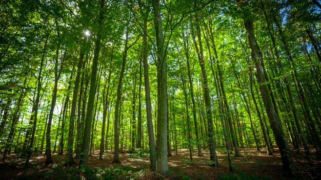 Low angle view of bamboo trees in forest