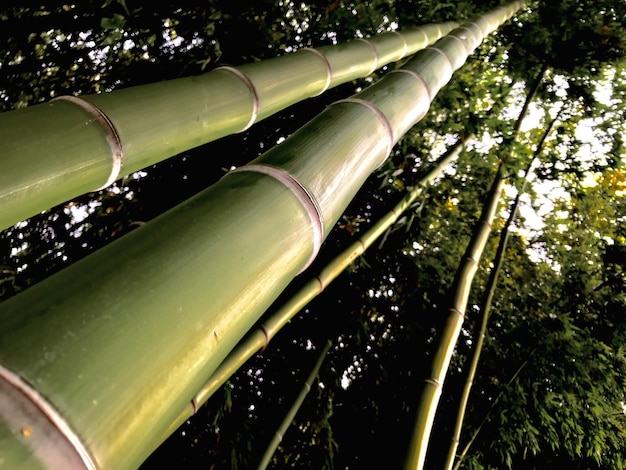 Photo low angle view of bamboo trees at night