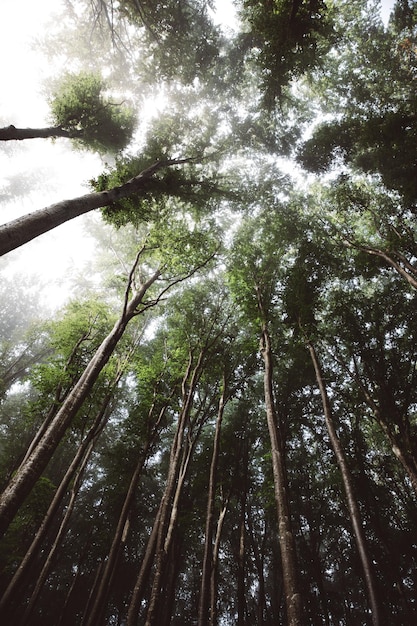 low angle view of bamboo trees