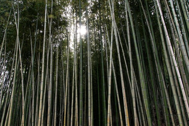 Photo low angle view of bamboo trees