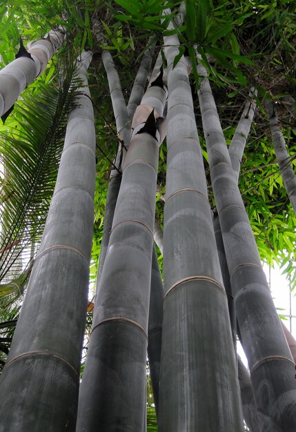 Low angle view of bamboo trees