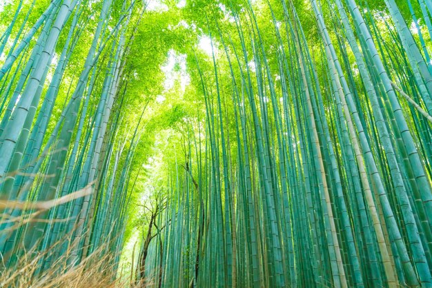 Low angle view of bamboo trees