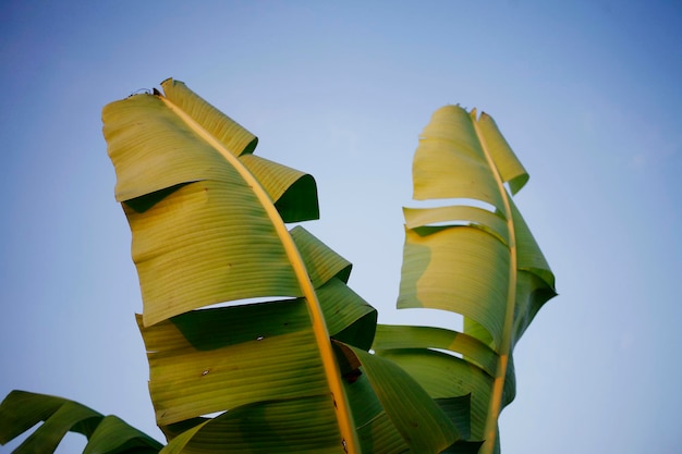 Photo low angle view of banana leaf against clear sky