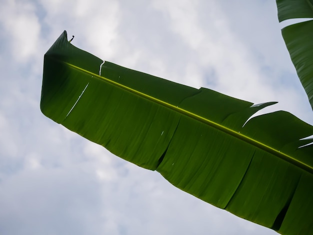 Photo low angle view of banana leaf against sky