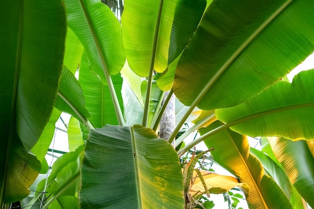 큰 녹색 잎을 가진 바나나 나무의 낮은 각도 보기