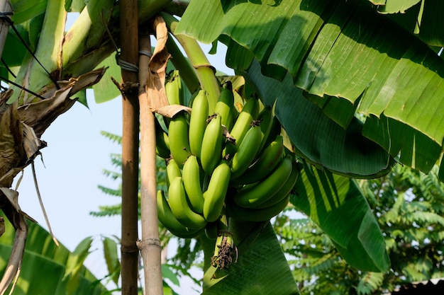 Foto vista ad angolo basso dell'albero di banane