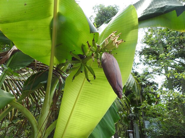 Low angle view of banana tree