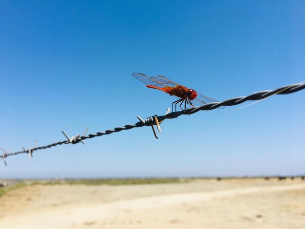 Low angle view of barbed wire against clear sky