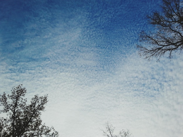 Photo low angle view of bare tree against blue sky