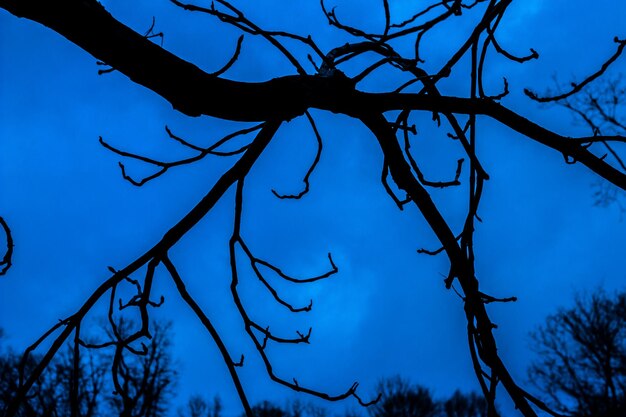 Low angle view of bare tree against blue sky