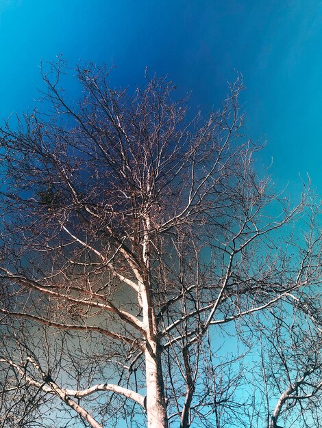 Low angle view of bare tree against blue sky