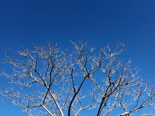 Low angle view of bare tree against blue sky