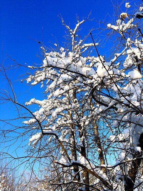 Low angle view of bare tree against blue sky