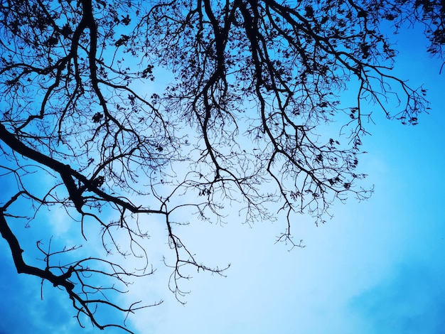 Low angle view of bare tree against blue sky