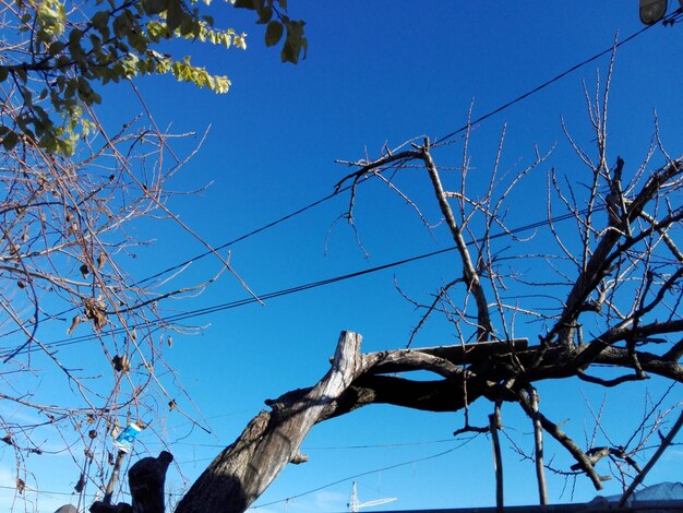 Low angle view of bare tree against blue sky