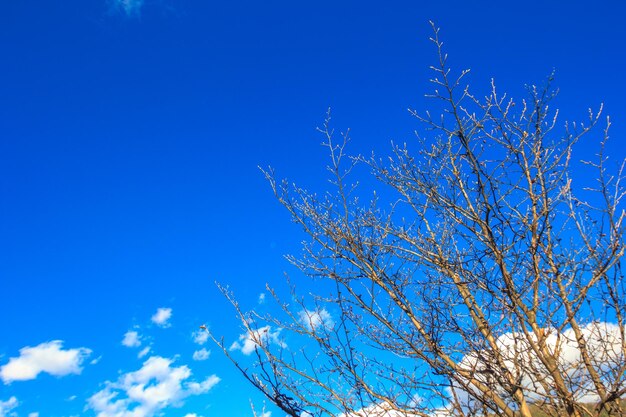Photo low angle view of bare tree against blue sky