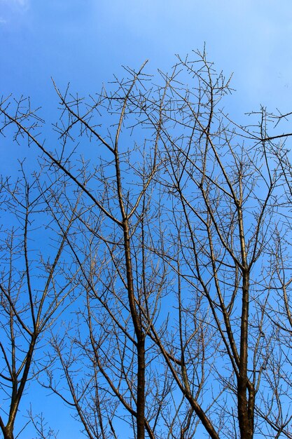 Low angle view of bare tree against blue sky