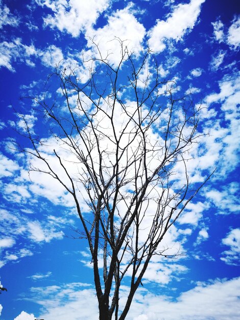 Foto vista a basso angolo di un albero nudo contro il cielo blu